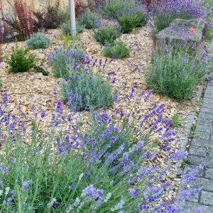 Garten Hackschnitzel rindenfrei 1500 Liter BigBag